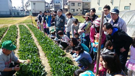 ほうれん草収穫体験　応募内容